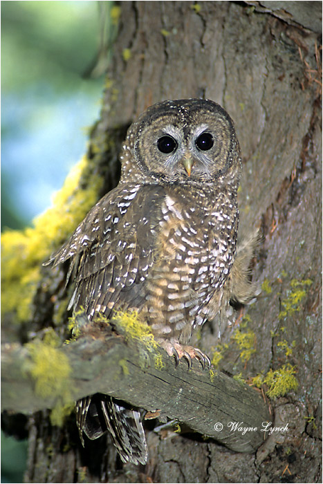Northern Spotted Owl 108  by Dr. Wayne Lynch ©
